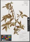 Foto von Salix serissima (L. H. Bailey) Fern.